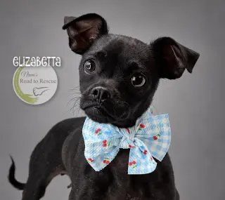 Elizabetta