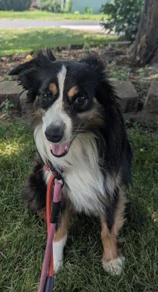 Goose CA