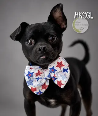 Aksel