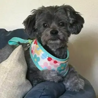 Ivy