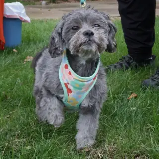Ivy