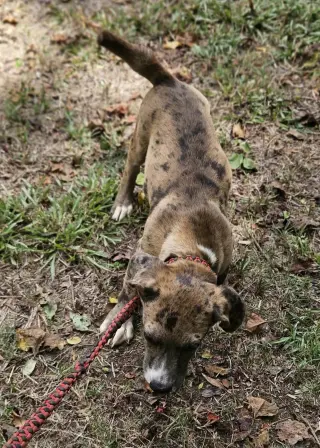 Clarabelle *LOCAL*