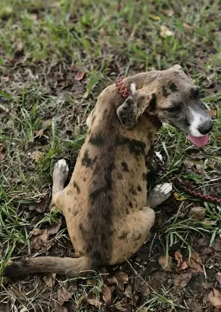 Clarabelle *LOCAL*