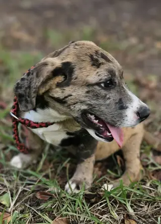 Clarabelle *LOCAL*