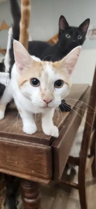 Cat 27852 (Strudel)