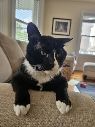Frankie