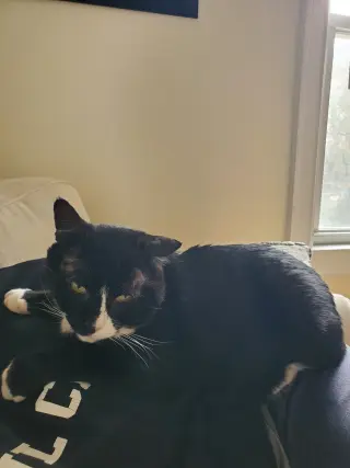 Frankie