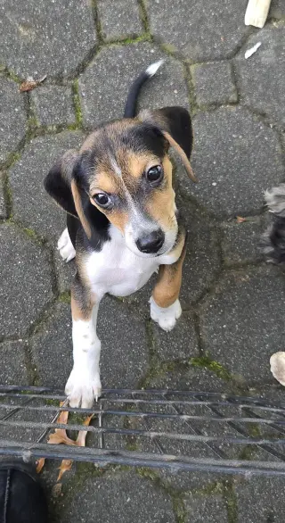 Bandit