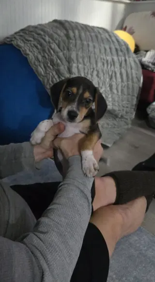 Bandit