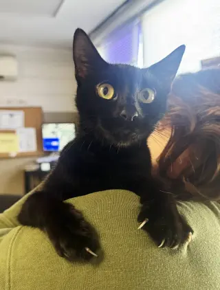 Betty Biscuits