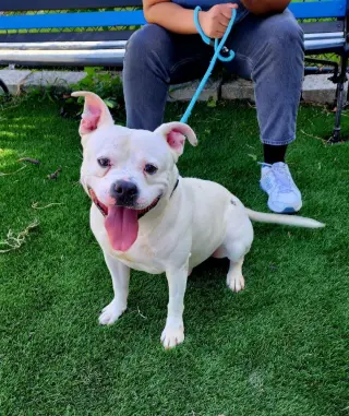 Tito