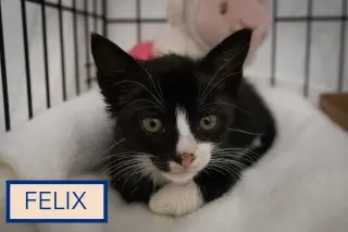 Felix (FCID# 10/01/2026 - 50) C