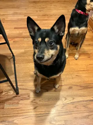 Hazel