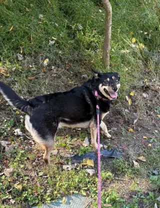 Hazel