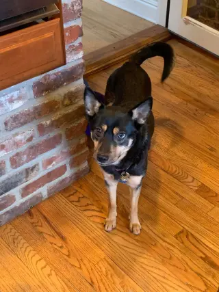 Hazel