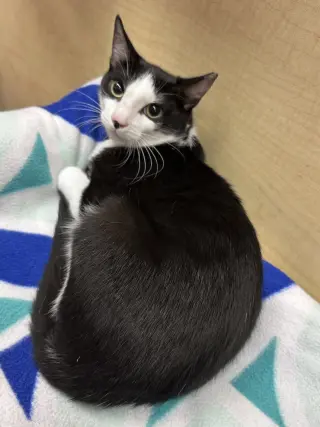 Owen