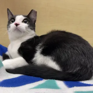 Owen
