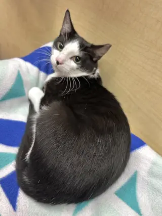 Owen