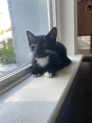 Opie