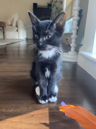 Opie