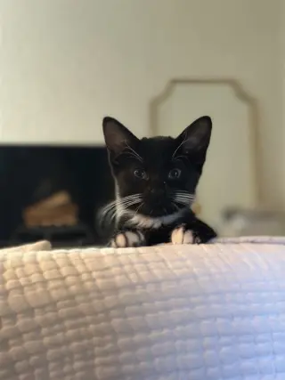 Opie