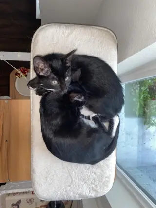 Opossum