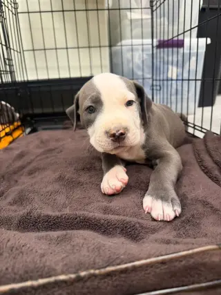 Michael Myers