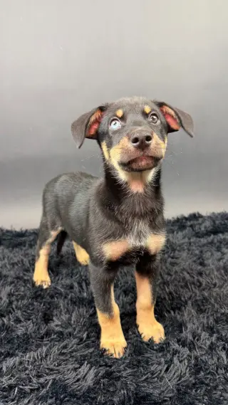 Mamba