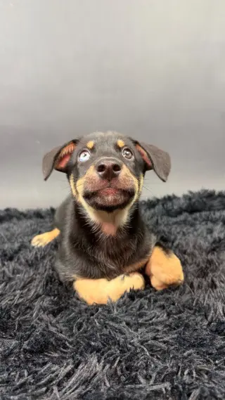Mamba