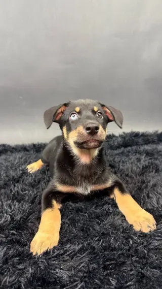 Mamba