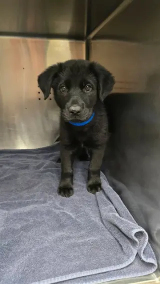 BABY BILLY