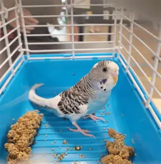 SIMON