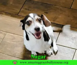Sugar