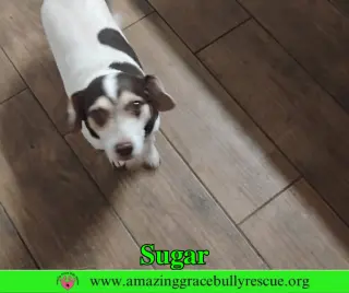 Sugar