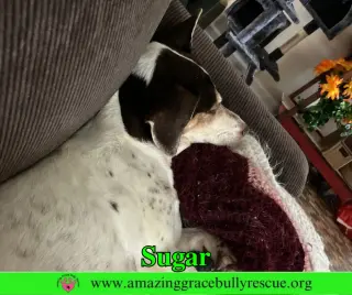Sugar