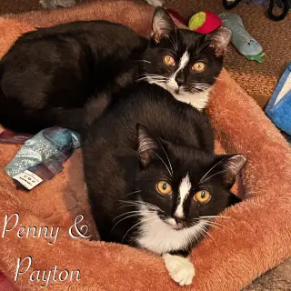Payton