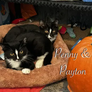 Payton
