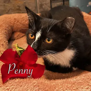 Penny