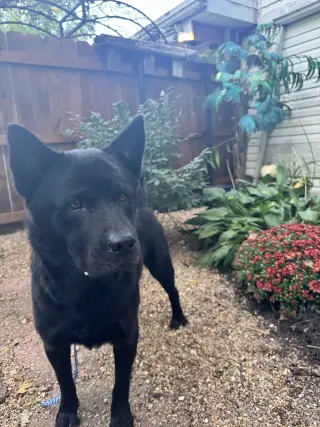 Ranger