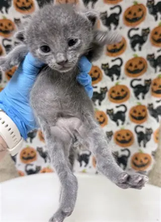 BISCUIT