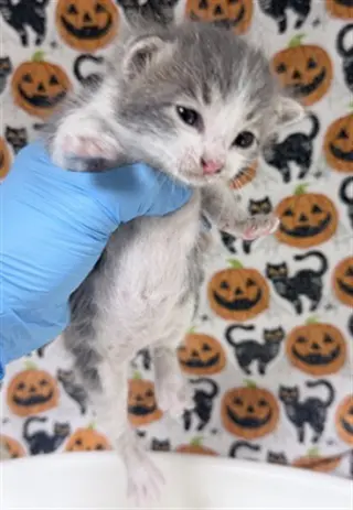 COOKIE