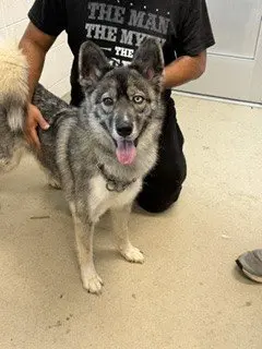 MEEKA