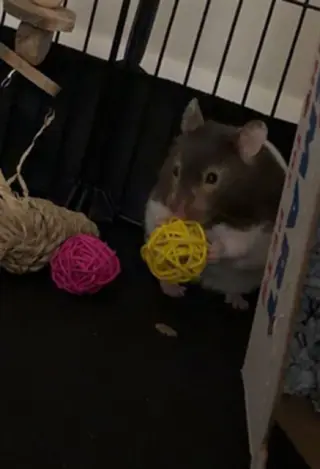 ELLIE