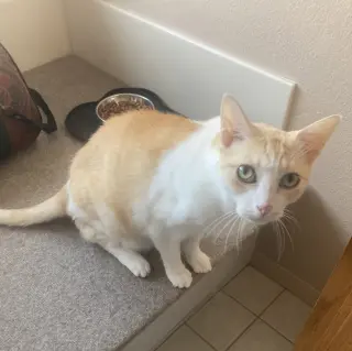 Senior Declawed Companon