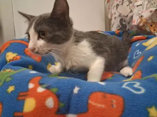 Leo