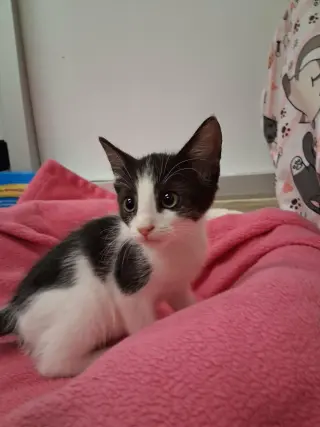 Benji