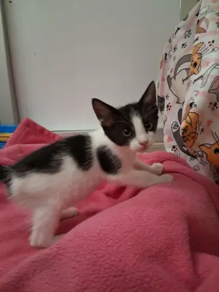 Benji