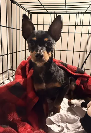 Gizmo aka Tiko (in foster)