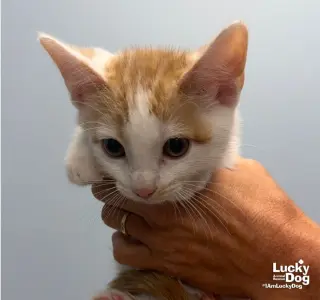 Huey