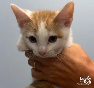 Huey